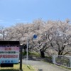 JR木次駅から徒歩3分ほどの場所に位置する「斐伊川堤防桜並木」（2022年4月上旬に撮影）