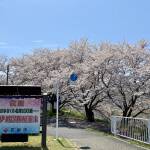 JR木次駅から徒歩3分ほどの場所に位置する「斐伊川堤防桜並木」（2022年4月上旬に撮影）