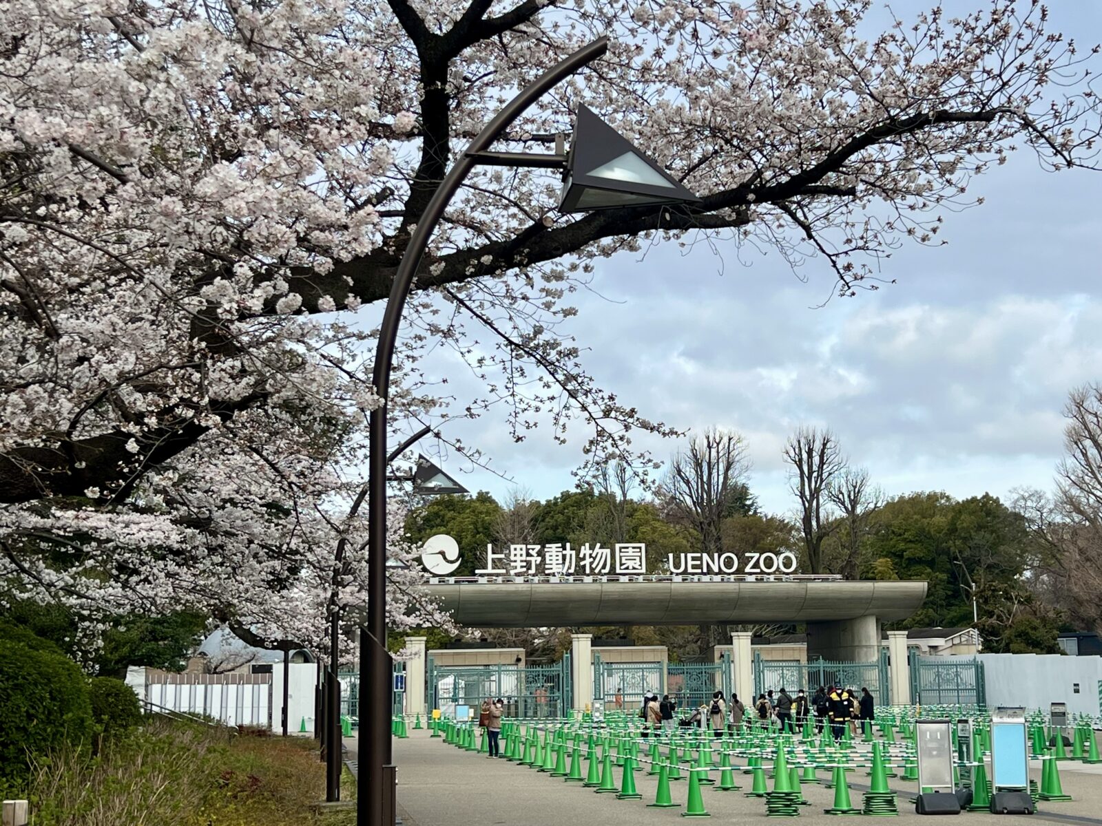 桜の花と上野動物園の入口付近の様子（上野公園にて）
