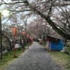 「斐伊川堤防桜並木」にて桜を鑑賞する | いちごいちえ